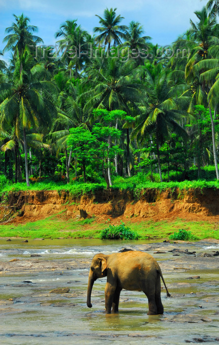 sri-lanka339: Kegalle, Sabaragamuwa province, Sri Lanka: lone elephant and the Cocunut groves along the Maha Oya river - Pinnewela Elephant Orphanage - photo by M.Torres - (c) Travel-Images.com - Stock Photography agency - Image Bank
