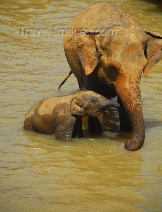 sri-lanka340: Kegalle, Sabaragamuwa province, Sri Lanka: mother and baby - elephants bathing - Pinnewela Elephant Orphanage - photo by M.Torres - (c) Travel-Images.com - Stock Photography agency - Image Bank