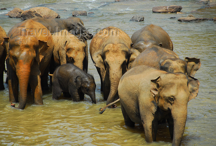 sri-lanka341: Kegalle, Sabaragamuwa province, Sri Lanka: herd of Sri Lankan Elephants, Elephas maximus maximus - Pinnewela Elephant Orphanage - photo by M.Torres - (c) Travel-Images.com - Stock Photography agency - Image Bank