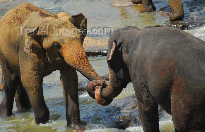 sri-lanka342: Kegalle, Sabaragamuwa province, Sri Lanka: elephants staging a fight - interlaced trunks - Pinnewela Elephant Orphanage - photo by M.Torres - (c) Travel-Images.com - Stock Photography agency - Image Bank