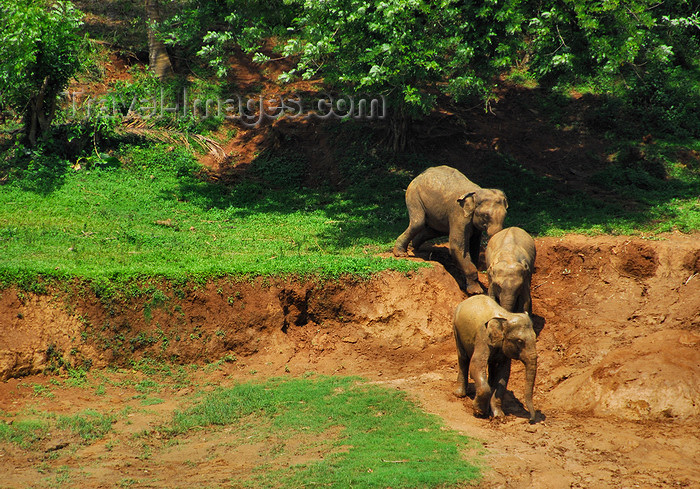 sri-lanka343: Kegalle, Sabaragamuwa province, Sri Lanka: juvenile elephants on the river bank - Pinnewela Elephant Orphanage - photo by M.Torres - (c) Travel-Images.com - Stock Photography agency - Image Bank