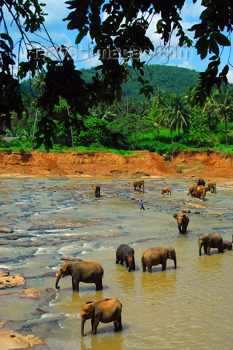 sri-lanka344: Kegalle, Sabaragamuwa province, Sri Lanka: elephants relax in the Maha Oya River - Pinnewela Elephant Orphanage - photo by M.Torres - (c) Travel-Images.com - Stock Photography agency - Image Bank
