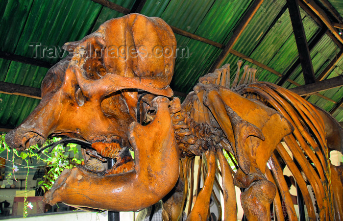 sri-lanka345: Kegalle, Sabaragamuwa province, Sri Lanka: skeleton of Sri Lankan Elephant - Elephas maximus maximus, subspecies of the Asian Elephant - Rambukkana - photo by M.Torres - (c) Travel-Images.com - Stock Photography agency - Image Bank