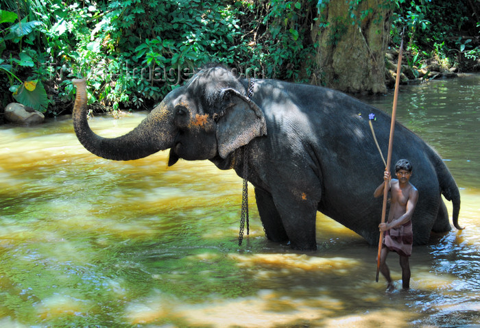 sri-lanka346: Kegalle, Sabaragamuwa province, Sri Lanka: a mahout / cornac bathes a large elephant - Rambukkana - photo by M.Torres - (c) Travel-Images.com - Stock Photography agency - Image Bank