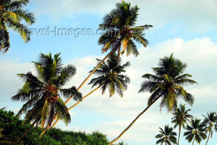 sri-lanka349: Bentota, Galle District, Southern Province, Sri Lanka: coconut trees along the beach - photo by M.Torres - (c) Travel-Images.com - Stock Photography agency - Image Bank