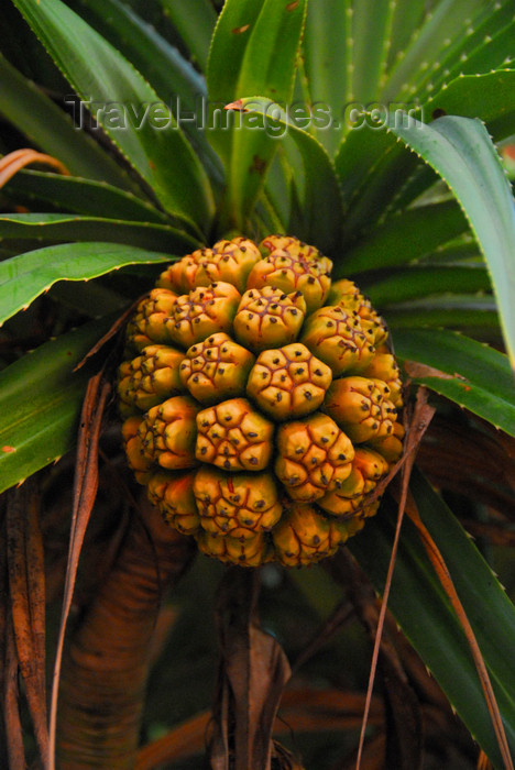 sri-lanka354: Bentota, Galle District, Southern Province, Sri Lanka: vegetation - photo by M.Torres - (c) Travel-Images.com - Stock Photography agency - Image Bank