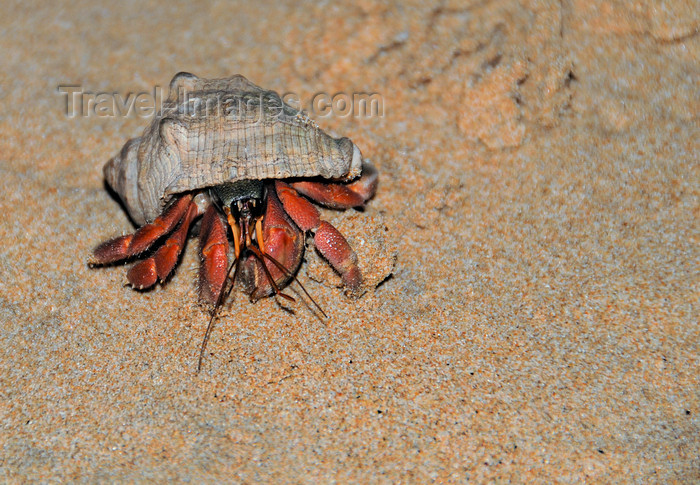 sri-lanka357: Bentota, Galle District, Southern Province, Sri Lanka: hermit crab on the beach sand - decapod crustacean - fauna - photo by M.Torres - (c) Travel-Images.com - Stock Photography agency - Image Bank
