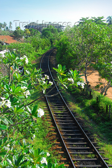 sri-lanka360: Bentota, Galle District, Southern Province, Sri Lanka: British built railway line along the western coast - rail tracks and flowers - photo by M.Torres - (c) Travel-Images.com - Stock Photography agency - Image Bank