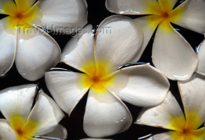 sri-lanka362: Bentota, Galle District, Southern Province, Sri Lanka: plumeria flowers floating on water - frangipani - photo by M.Torres - (c) Travel-Images.com - Stock Photography agency - Image Bank