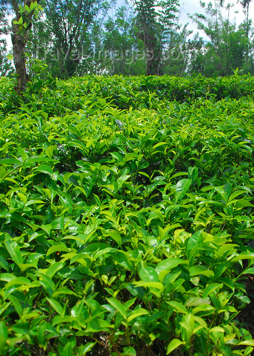 sri-lanka367: Pilimathalawa, Central Province, Sri Lanka: Embilmeegama tea plantation - photo by M.Torres - (c) Travel-Images.com - Stock Photography agency - Image Bank