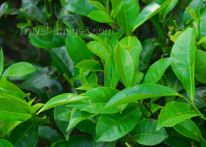 sri-lanka368: Pilimathalawa, Central Province, Sri Lanka: tea leaves - Embilmeegama tea plantation - photo by M.Torres - (c) Travel-Images.com - Stock Photography agency - Image Bank