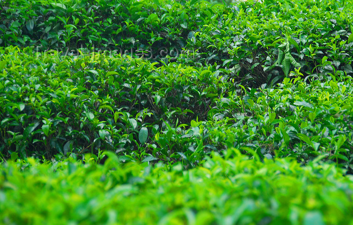 sri-lanka369: Pilimathalawa, Central Province, Sri Lanka: tea hedgerows - Embilmeegama tea plantation - photo by M.Torres - (c) Travel-Images.com - Stock Photography agency - Image Bank