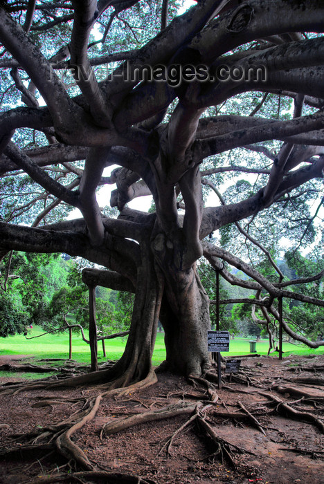 sri-lanka373: Peradeniya, Kandy, Central province, Sri Lanka: Giant Java Willow Tree / Java Fig tree, Ficus Benjamina - Royal Botanical Gardens of Peradeniya - photo by M.Torres - (c) Travel-Images.com - Stock Photography agency - Image Bank