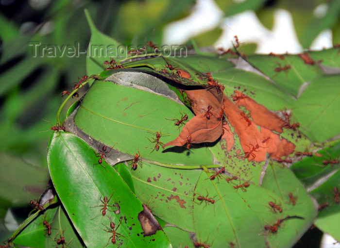 sri-lanka374: Peradeniya, Kandy, Central province, Sri Lanka: weaver ants - these arboreal eusocial insects use larval silk to build their nest on a tree - Oecophylla smaragdina - Royal Botanical Gardens of Peradeniya - photo by M.Torres - (c) Travel-Images.com - Stock Photography agency - Image Bank