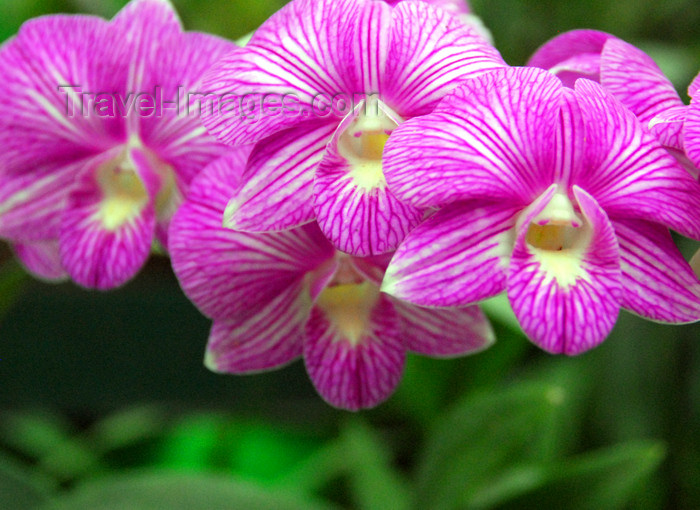 sri-lanka376: Peradeniya, Kandy, Central province, Sri Lanka: veined orchids - Royal Botanical Gardens of Peradeniya - photo by M.Torres - (c) Travel-Images.com - Stock Photography agency - Image Bank