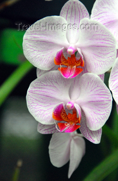 sri-lanka377: Peradeniya, Kandy, Central province, Sri Lanka: veined white orchids - Royal Botanical Gardens of Peradeniya - photo by M.Torres - (c) Travel-Images.com - Stock Photography agency - Image Bank