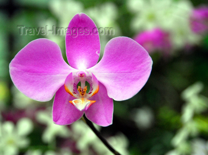 sri-lanka378: Peradeniya, Kandy, Central province, Sri Lanka: magenta orchid - Royal Botanical Gardens of Peradeniya - photo by M.Torres - (c) Travel-Images.com - Stock Photography agency - Image Bank
