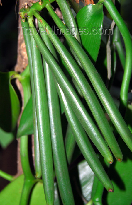 sri-lanka383: Palapathwela / Palapatwala, Matale, Central province, Sri Lanka: vanilla pods - green fruit of the Vanilla planifolia orchid - LuckGrove Gardens - photo by M.Torres - (c) Travel-Images.com - Stock Photography agency - Image Bank