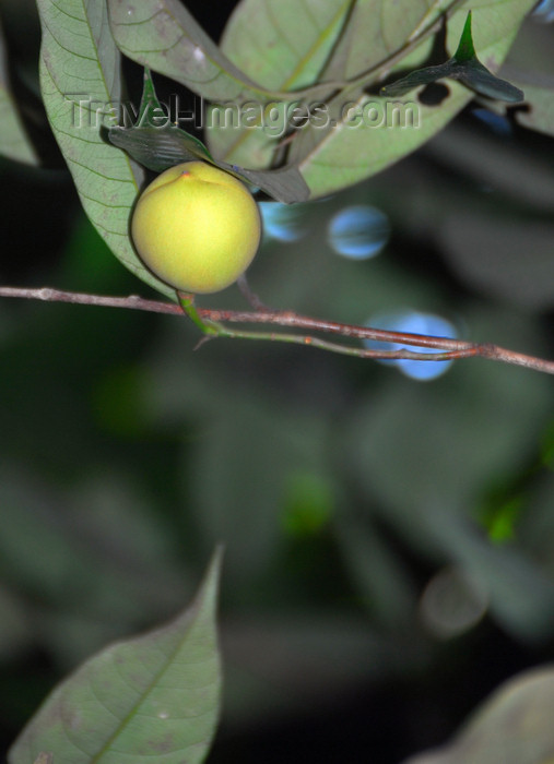 sri-lanka384: Palapathwela / Palapatwala, Matale, Central province, Sri Lanka: nutmeg - fruit of the Myristica fragrans tree - botany - LuckGrove Gardens - photo by M.Torres - (c) Travel-Images.com - Stock Photography agency - Image Bank