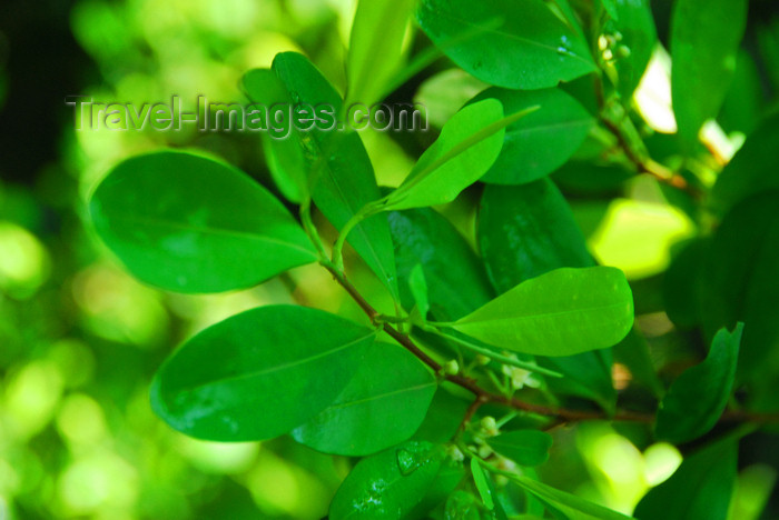 sri-lanka385: Palapathwela / Palapatwala, Matale, Central province, Sri Lanka: coca leaves - coca tree, Erythroxylum coca - LuckGrove Gardens - photo by M.Torres - (c) Travel-Images.com - Stock Photography agency - Image Bank