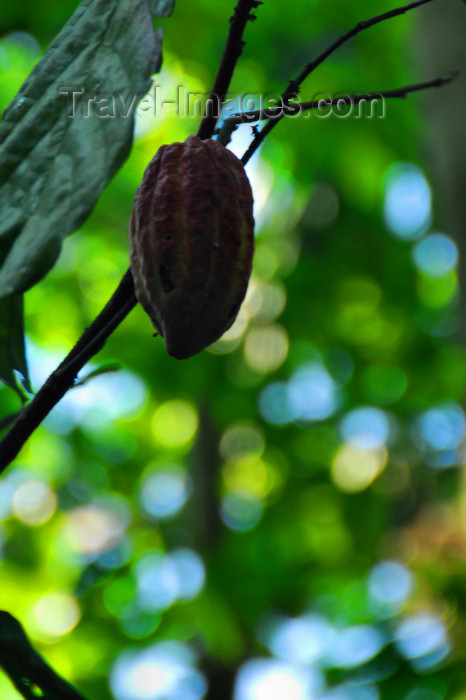 sri-lanka386: Palapathwela / Palapatwala, Matale, Central province, Sri Lanka: cocoa fruit on the tree - Theobroma cacao - LuckGrove Gardens - photo by M.Torres - (c) Travel-Images.com - Stock Photography agency - Image Bank
