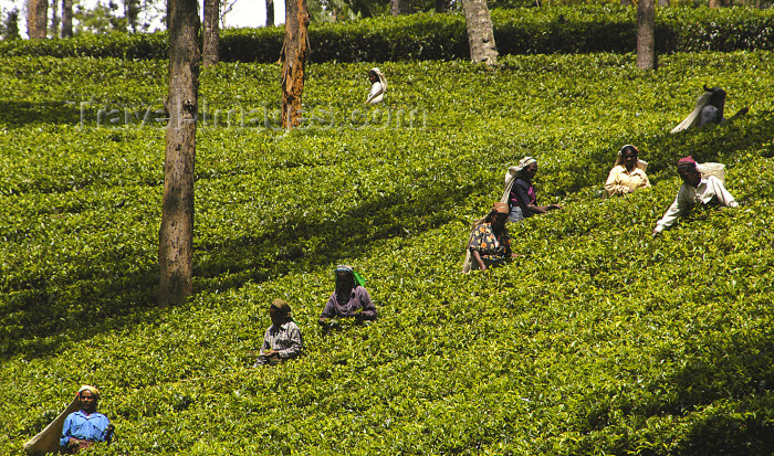 sri-lanka47: Nuwara Eliya, Central Province, Sri Lanka: tea leave pickers in field - tea plantation - photo by B.Cain - (c) Travel-Images.com - Stock Photography agency - Image Bank