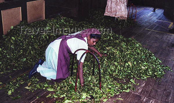 sri-lanka48: Sri Lanka - countryside: tea clipping ready for processing - photo by G.Frysinger - (c) Travel-Images.com - Stock Photography agency - Image Bank