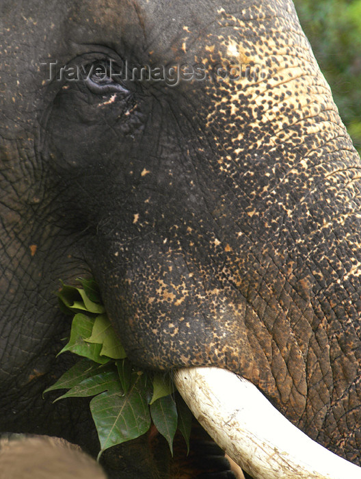 sri-lanka59: Kegalle, Sabaragamuwa province, Sri Lanka: Pinnawela Elephant Orphanage - Pinnawala - elephant close-up - eye and tusk - Rambukkana - photo by B.Cain - (c) Travel-Images.com - Stock Photography agency - Image Bank