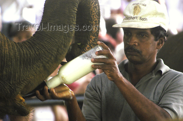 sri-lanka62: Kegalle, Sabaragamuwa province, Sri Lanka: mahout bootle feeding baby elephant, Pinnawela Elephant Orphanage - photo by B.Cain - (c) Travel-Images.com - Stock Photography agency - Image Bank