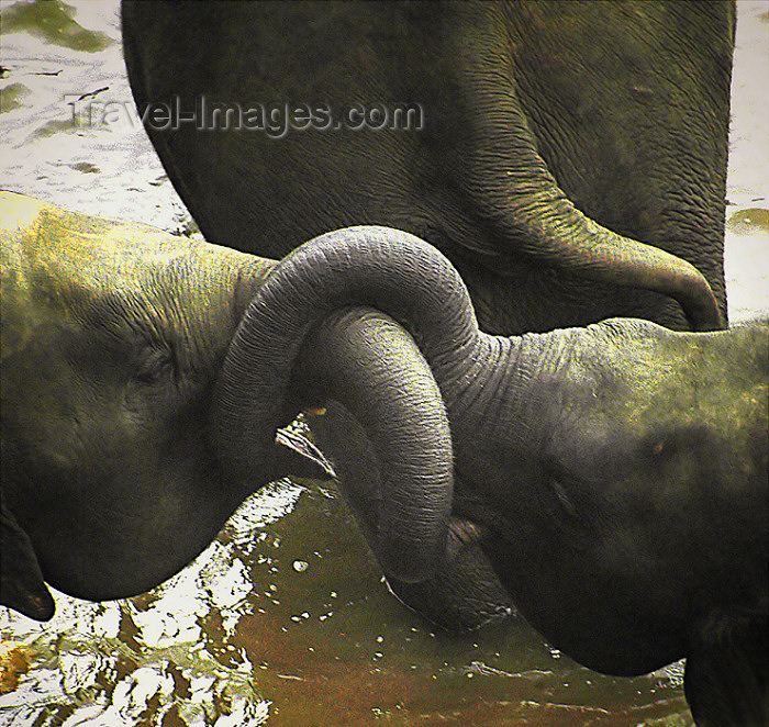 sri-lanka66: Sri Lanka - Kegalle / Kegalla - frollicking elephants - trunks - proboscis, Pinnawela Elephant Orphanage - photo by B.Cain - (c) Travel-Images.com - Stock Photography agency - Image Bank