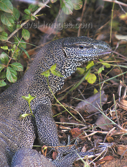 sri-lanka84: Sri Lanka - Yalla National Park - Yala NP - Southern Province: Monitor lizard - Bengal monitor - Varanus bengalensis, aka Common Indian Monitor - fauna - reptile - photo by B.Cain - (c) Travel-Images.com - Stock Photography agency - Image Bank