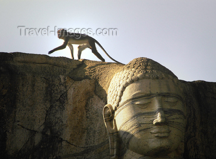 sri-lanka90: Polonnaruwa, North Central province, Sri Lanka: monkey atop head of stone carved Buddha - photo by B.Cain - (c) Travel-Images.com - Stock Photography agency - Image Bank