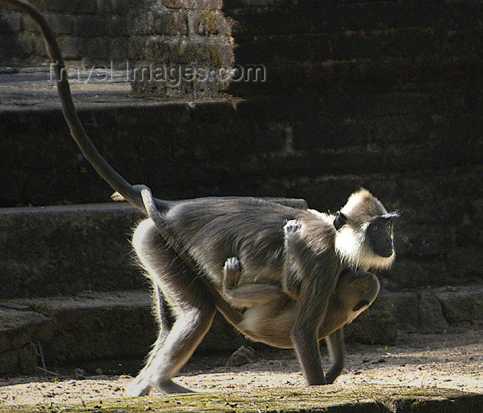 sri-lanka91: Polonnaruwa, North Central province, Sri Lanka: monkey with baby - photo by B.Cain - (c) Travel-Images.com - Stock Photography agency - Image Bank