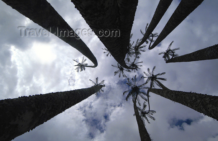 sri-lanka92: Peradeniya, Kandy, Central province, Sri Lanka: palm trees from the ground - Royal Botanical Gardens of Peradeniya - photo by B.Cain - (c) Travel-Images.com - Stock Photography agency - Image Bank