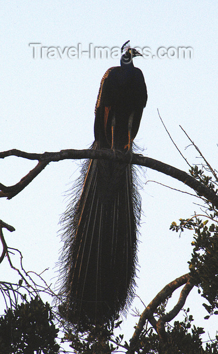 sri-lanka93: Yalla National Park, Sri Lanka: peacock in tree - fauna - bird - photo by B.Cain - (c) Travel-Images.com - Stock Photography agency - Image Bank