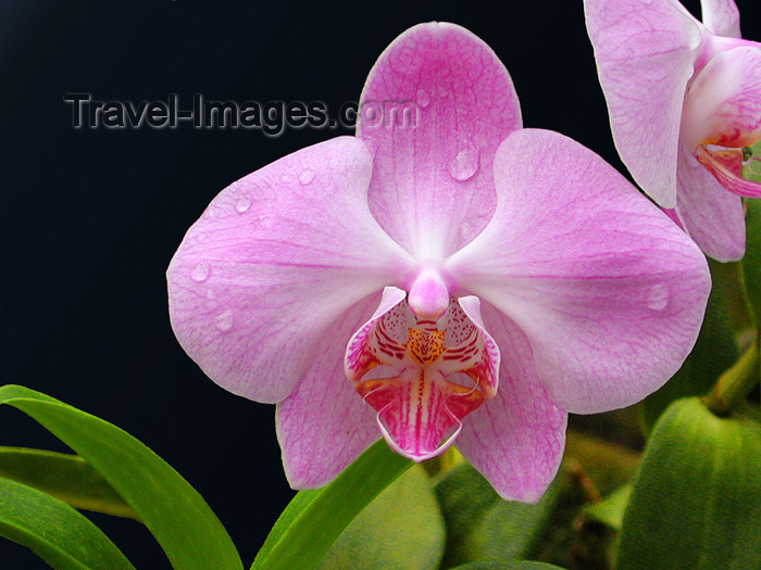 sri-lanka94: Peradeniya, Kandy, Central province, Sri Lanka: pink orchid with water drops - flower - Royal Botanical Gardens of Peradeniya - photo by B.Cain - (c) Travel-Images.com - Stock Photography agency - Image Bank