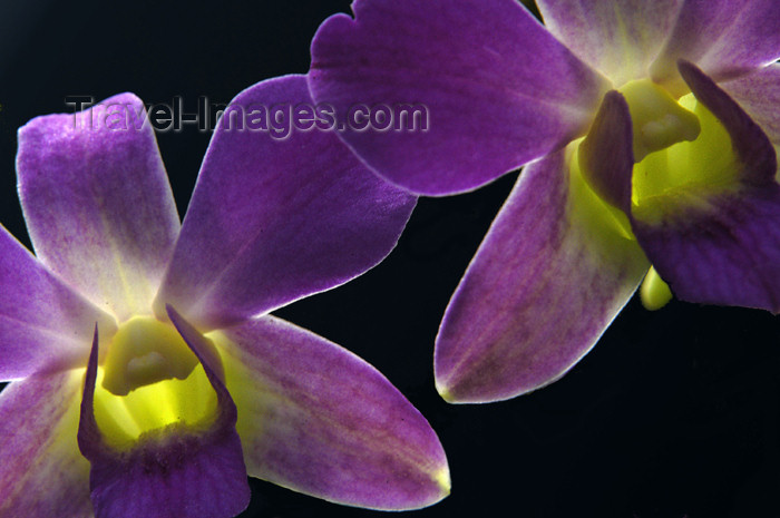 sri-lanka96: Peradeniya, Kandy, Central province, Sri Lanka: purple orchids - flowers - Royal Botanical Gardens of Peradeniya - photo by B.Cain - (c) Travel-Images.com - Stock Photography agency - Image Bank