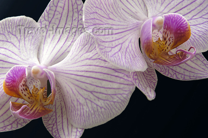 sri-lanka97: Peradeniya, Kandy, Central province, Sri Lanka: purple-veined white orchids - Royal Botanical Gardens of Peradeniya - photo by B.Cain - (c) Travel-Images.com - Stock Photography agency - Image Bank