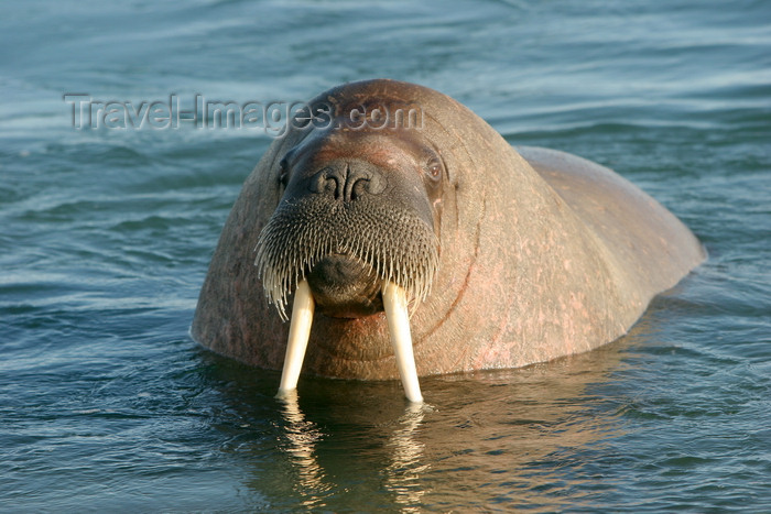 svalbard10: Svalbard - Spitsbergen island: young walrus close-up - Odobenus rosmarus - photo by R.Eime - (c) Travel-Images.com - Stock Photography agency - Image Bank