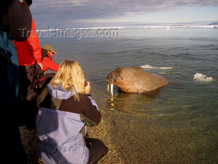svalbard11: Svalbard - Spitsbergen island: a young walrus hauls up onto a beach to observe tourists who were previously observing it - Odobenus rosmarus - photo by R.Eime - (c) Travel-Images.com - Stock Photography agency - Image Bank