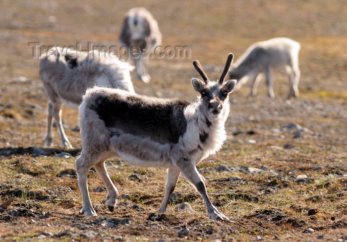 svalbard12: Svalbard - Spitsbergen island: young reindeer keeps a lookout while grazing. It is shedding its winter coat. Svalbard reindeer (R. tarandus platyrhynchus) are now acknowledged as a subspecies and the smallest reindeer - photo by R.Eime - (c) Travel-Images.com - Stock Photography agency - Image Bank