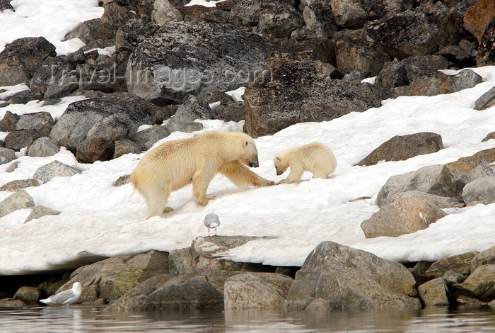 svalbard3: Svalbard - Spitsbergen island: a mother polar bear and first season cub dine contentedly on whale flesh. Dead whales provide a food bounty that can last over a year - bear family scene - photo by R.Eime - (c) Travel-Images.com - Stock Photography agency - Image Bank