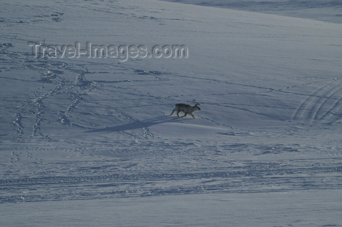 svalbard34: Svalbard - Spitsbergen island - Adeventdalan: Reindeer - Rangifer tarandus - photo by A.Ferrari - (c) Travel-Images.com - Stock Photography agency - Image Bank