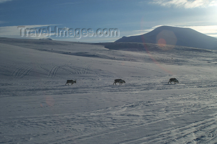 svalbard35: Svalbard - Spitsbergen island: - Adeventdalan: three Reindeer - Rangifer tarandus - photo by A.Ferrari - (c) Travel-Images.com - Stock Photography agency - Image Bank