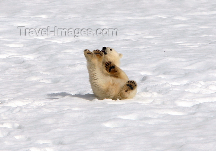 svalbard4: Svalbard - Spitsbergen island: a first season polar bear cub rolls in the snow to cool off after a feast of whale meat - Ursus maritimus
 - photo by R.Eime - (c) Travel-Images.com - Stock Photography agency - Image Bank