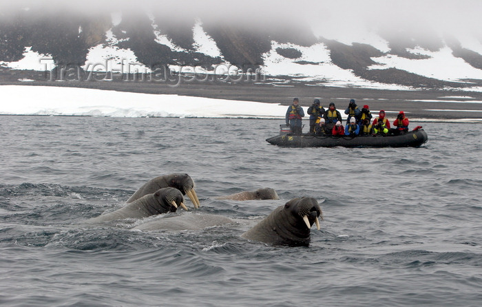 svalbard5: Svalbard - Spitsbergen island: tourists aboard a Zodiac observe a group of  walrus diving for clams in the waters off Spitsbergen - photo by R.Eime - (c) Travel-Images.com - Stock Photography agency - Image Bank