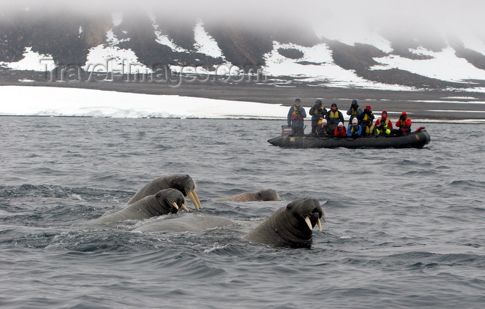 svalbard5: Svalbard - Spitsbergen island: tourists aboard a Zodiac observe a group of  walrus diving for clams in the waters off Spitsbergen - photo by R.Eime - (c) Travel-Images.com - Stock Photography agency - Image Bank