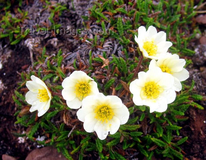 svalbard7: Svalbard - Spitsbergen island: delicate arctic wildflowers appear on the tundra afre the winter thaw - photo by R.Eime - (c) Travel-Images.com - Stock Photography agency - Image Bank