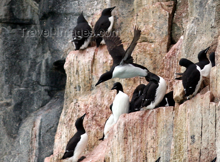 svalbard9: Svalbard - Spitsbergen island: a Guillemot looks like a base-jumper as it leaps from its ledge on a tall cliff to go fishing - photo by R.Eime - (c) Travel-Images.com - Stock Photography agency - Image Bank
