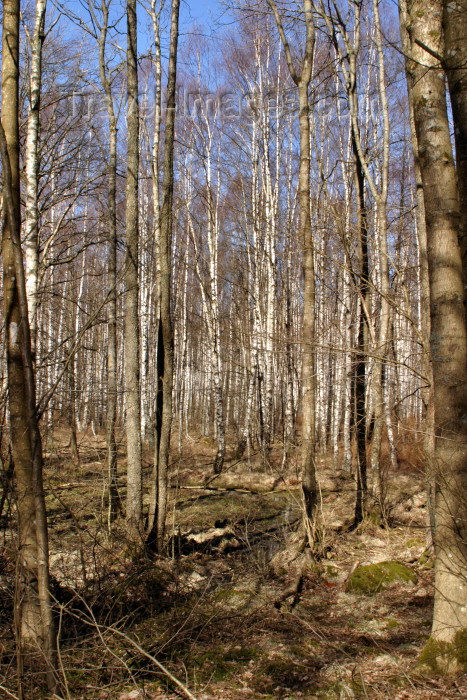 sweden37: Sweden - Gothenburg - Göteborg (Västra Götlands Län): birch forest (photo by Cornelia Schmidt) - (c) Travel-Images.com - Stock Photography agency - Image Bank